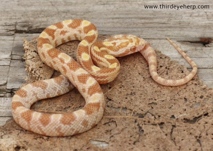 Butter Motley Corn Snake